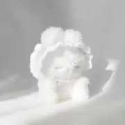 まめの画像