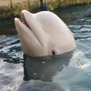れん。