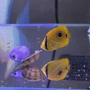 しましま