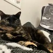 まゆの画像