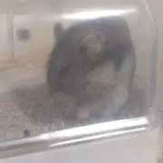 ふーみん