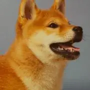 阿良々木水火の画像