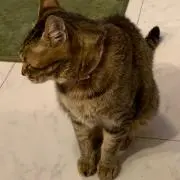ぼんぶ