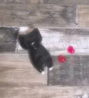 muuuu‪❁⃘❁...プロフご覧下さいの画像