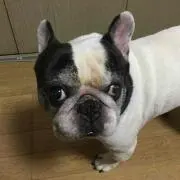 フレンチレオ