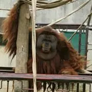ちゃちゃの画像