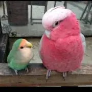 ペの画像