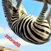 ホンダ HONDA ズーク ZOOK用 スペシャルワンオフマフラー チャンバー