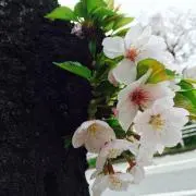 さくら