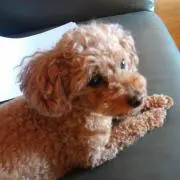 とっぴ