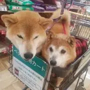 Makoの画像