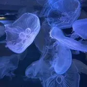 ララの画像