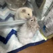 とうふ（プロフ確認）の画像