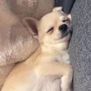 るんの画像