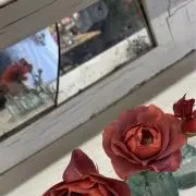しゅうかの画像