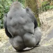 GoriGoriの画像