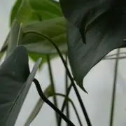 おしばの画像