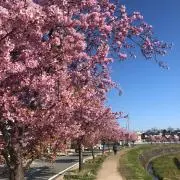 きなこ☆の画像