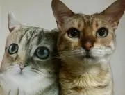 ねこマオの画像
