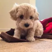 くーちゃんの画像