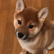しぃばの画像