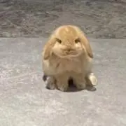 monneの画像