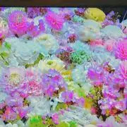 がじゅまるの画像