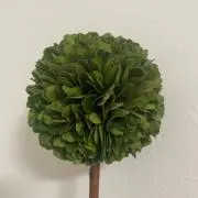 あかさんの画像