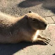 ぽとふの画像