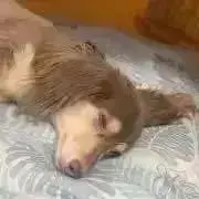 しゅりの画像
