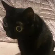 あの画像