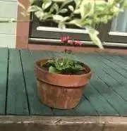 みけの画像