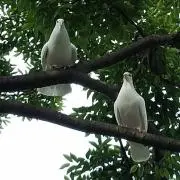 ☆PIGEON☆の画像