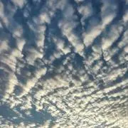サーモンの画像