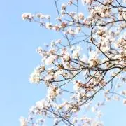 meronの画像