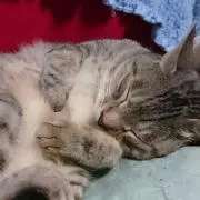 いちる