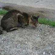 カズキチ