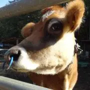 Kama