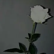 Sa✻