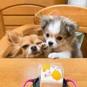 りりこの画像
