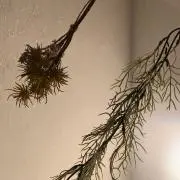 ＴＴの画像