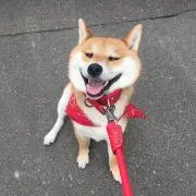 ぽっちゃんの画像