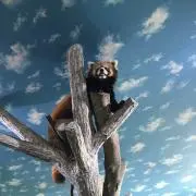 てん（引っ越しの為お値段交渉承ります）