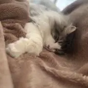 たぬの画像