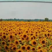 純子の画像