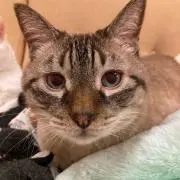 てっつんの画像