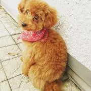 ぽんたの画像