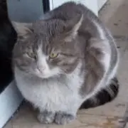 リラポンの画像