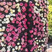 ピンクマーブルの画像