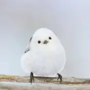 みーの画像